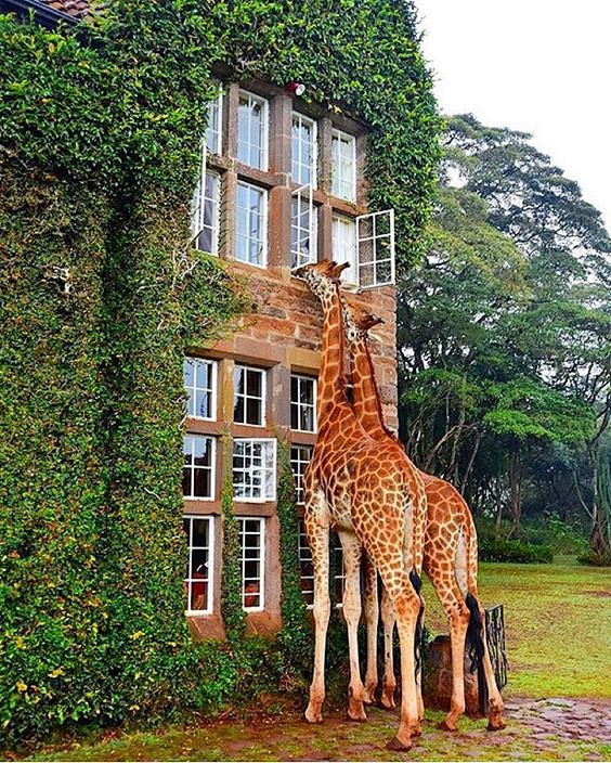 giraffe(giraffes怎么读英语)