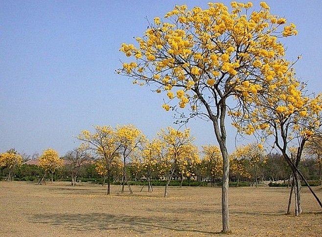 黄花风铃木  学名:tabebuia c