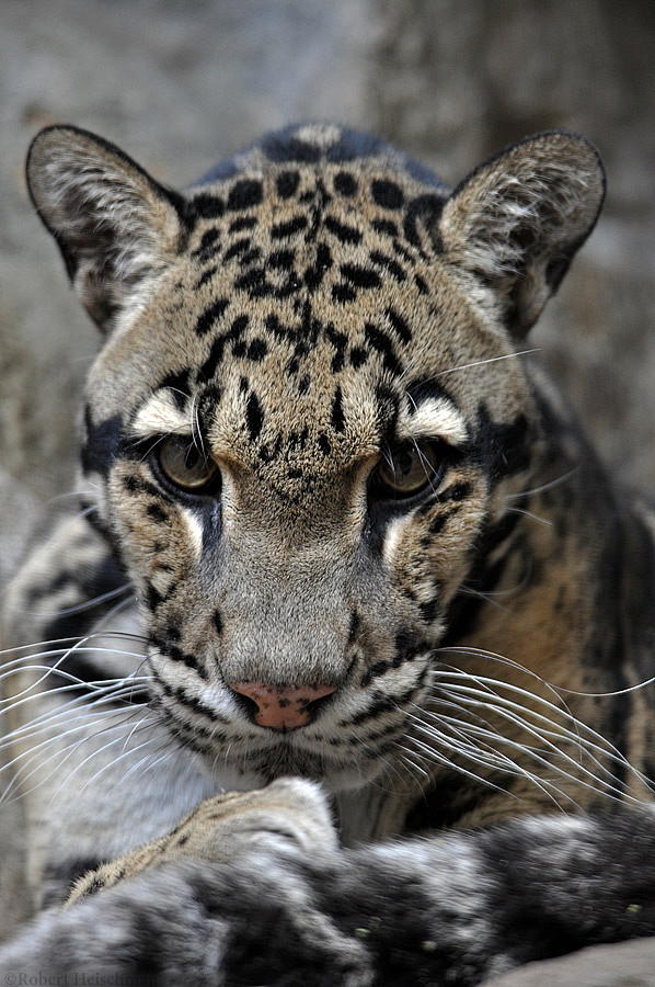 cloudedleopard0331byrobbobert