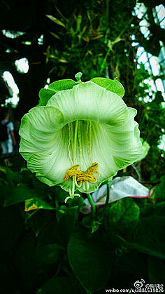 植物识别-花瓣网|陪你做生活的设计师 | 电灯花