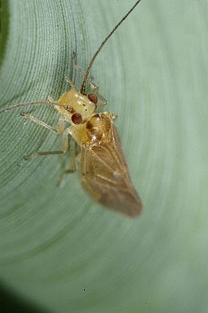 啮虫目啮虫科啮虫