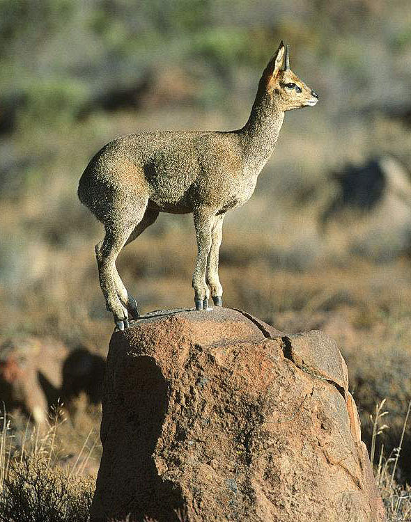 胭芷采集于2017-09-12 23:53:20山羚牛羊胭芷该