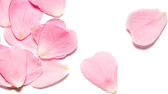 吖迪_采集到花