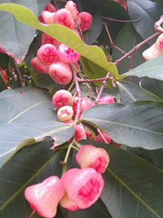 忘川漪涟采集到我拍摄的花花草草