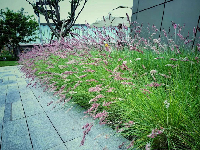 912转采于2021-12-01 17:53:37坡地毛冠草1喜欢观赏草植物刘小二的2