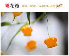 沿途的美景采集到花与花语