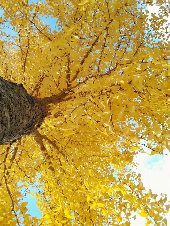 銀杏樹