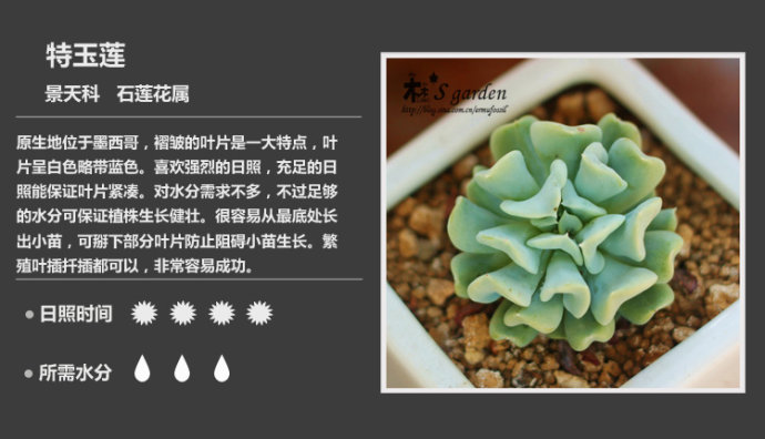 常见多肉植物图鉴 多肉植物 景天科石莲花属特玉莲