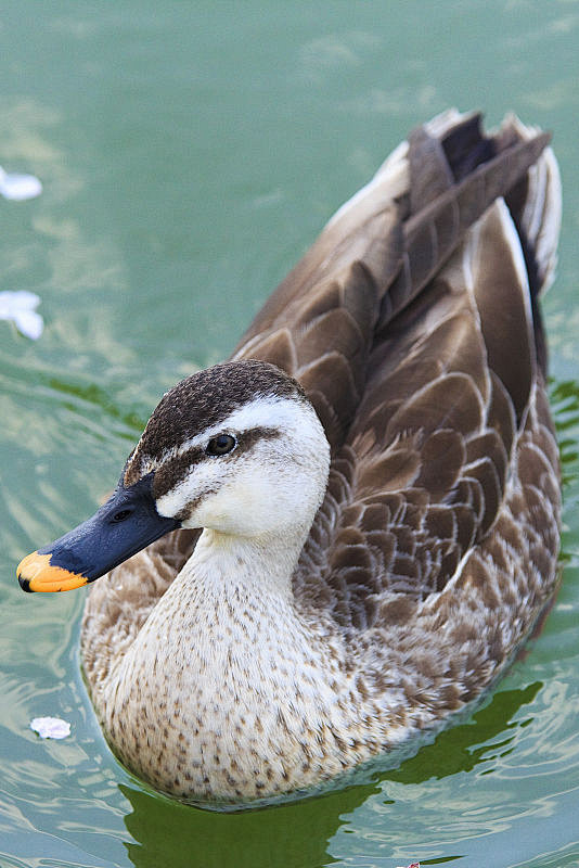 雁形目鸭科鸭属斑嘴鸭