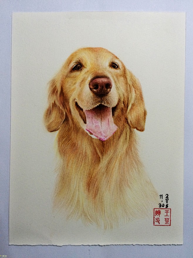 金毛犬 彩铅画 水彩画 素描入门 Yehui 彩铅画展厅 彩笔绘 Dudupo Com