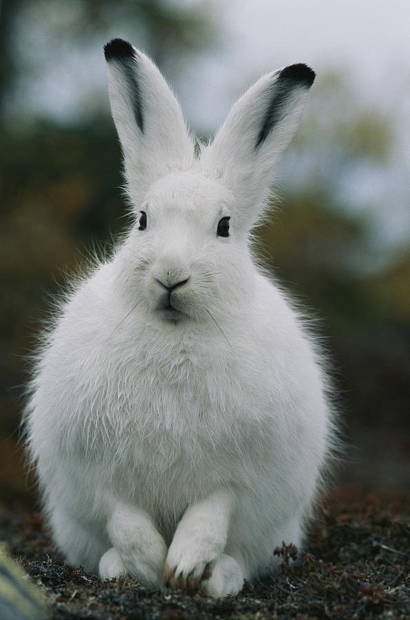 arcticharebynorbertrosingbunniesandsnowshoerabbit