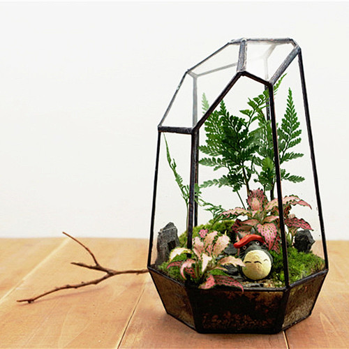 苔藓微景观苔藓微景观micromosslandscape是用苔藓植物和蕨类植物等