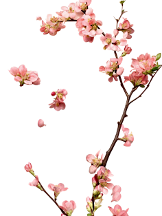paddy_lee采集到那些花儿
