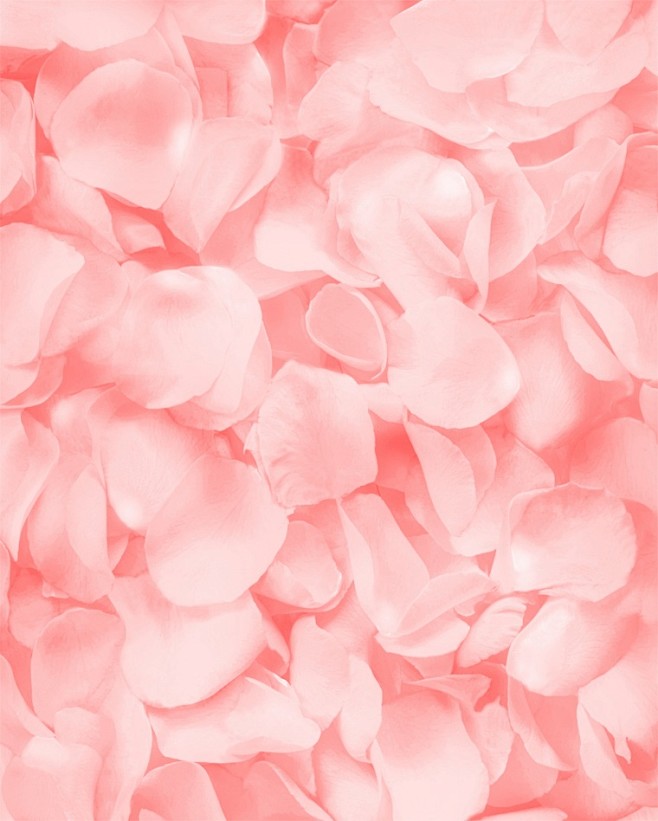 粉色花瓣花瓣粉色花粉色背景