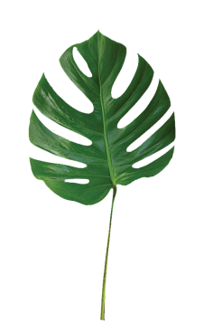 哇哈哈—AD钙奶采集到素材-植物