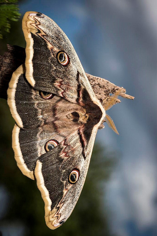 鳞翅目天蚕蛾科天蚕蛾