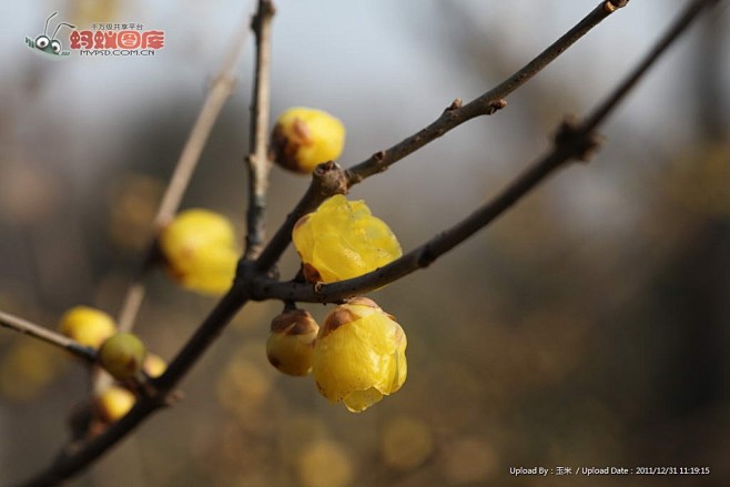 13:53:46臘梅特寫圖片素材臘梅小花xiaohua同採自www