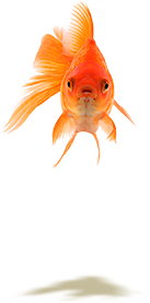 金鱼 花瓣网 陪你做生活的设计师 金鱼