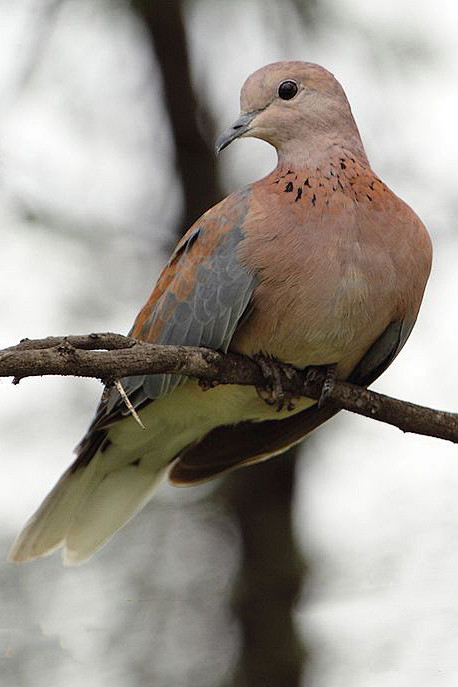 鴿形目鴿鳩科珠頸斑鳩屬棕斑鳩