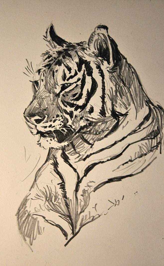 狮鸢sonny的插画苏门答腊虎速写