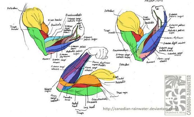 绘画参考学习各角度的手臂肌肉结构