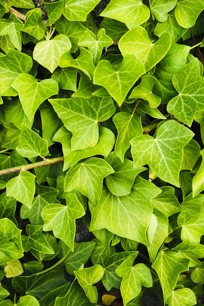 fx3nkvg采集到fx3nkvg