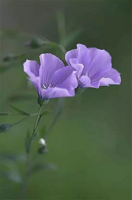 清新=淡雅采集到花朵