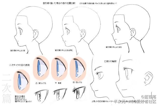 侧脸的绘画参考不同头部的结构画法