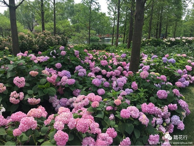qsph0sut从咦耳朵掉了转采于2020-09-18 12:59:39绣球花1景观--植物配