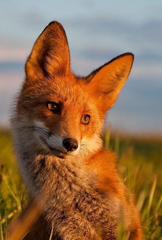 真正的野生火狐狸图片图片