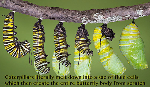 毛毛虫结茧时会在茧里融化成一团液态细胞然后从中重新构造蝴蝶身体
