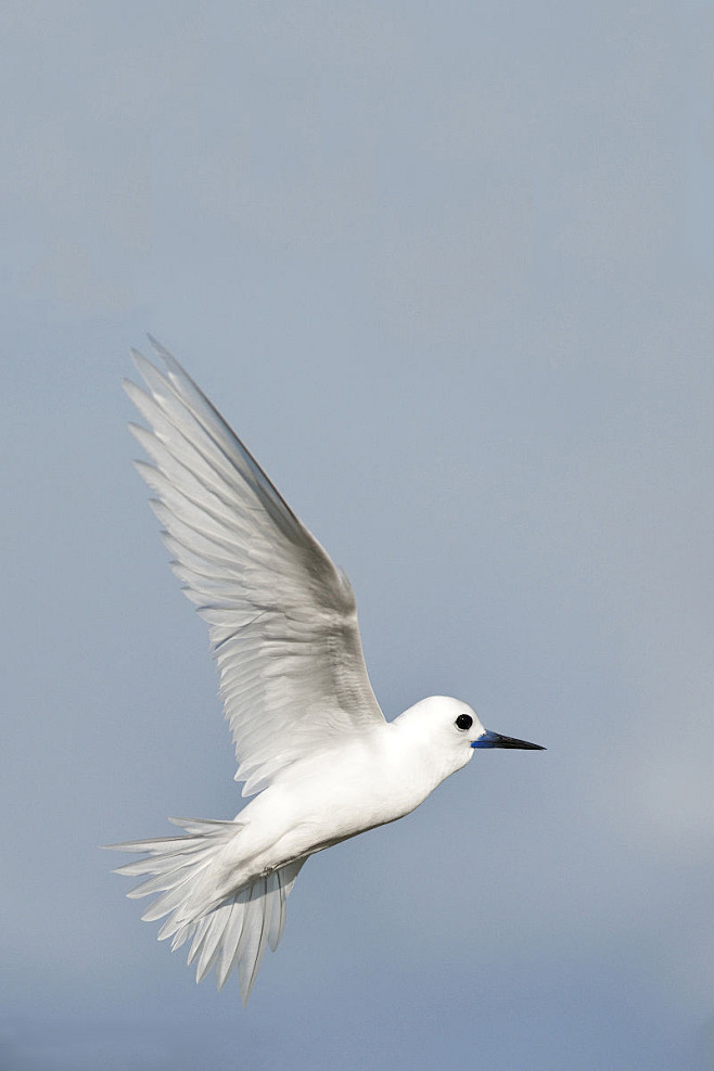 鸻形目鸥科白玄鸥属白玄鸥