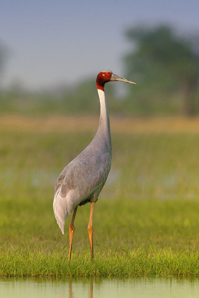 鹤形目鹤科赤颈鹤