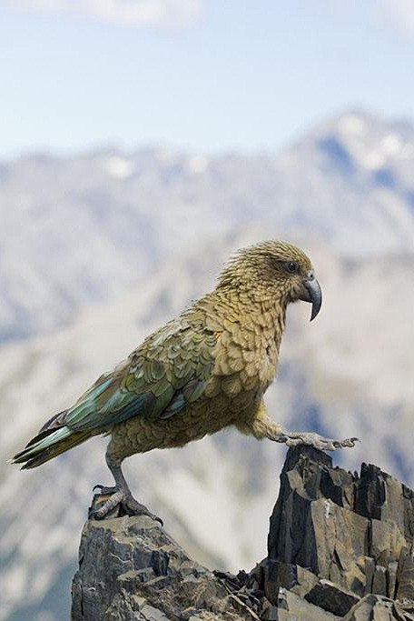 鹦形目鸮鹦鹉科啄羊鹦鹉属啄羊鹦鹉