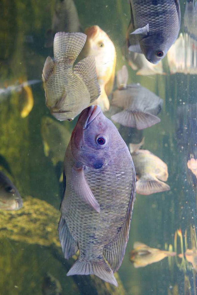 鼠鱚目尼罗鱼科尼罗鱼罗非鱼