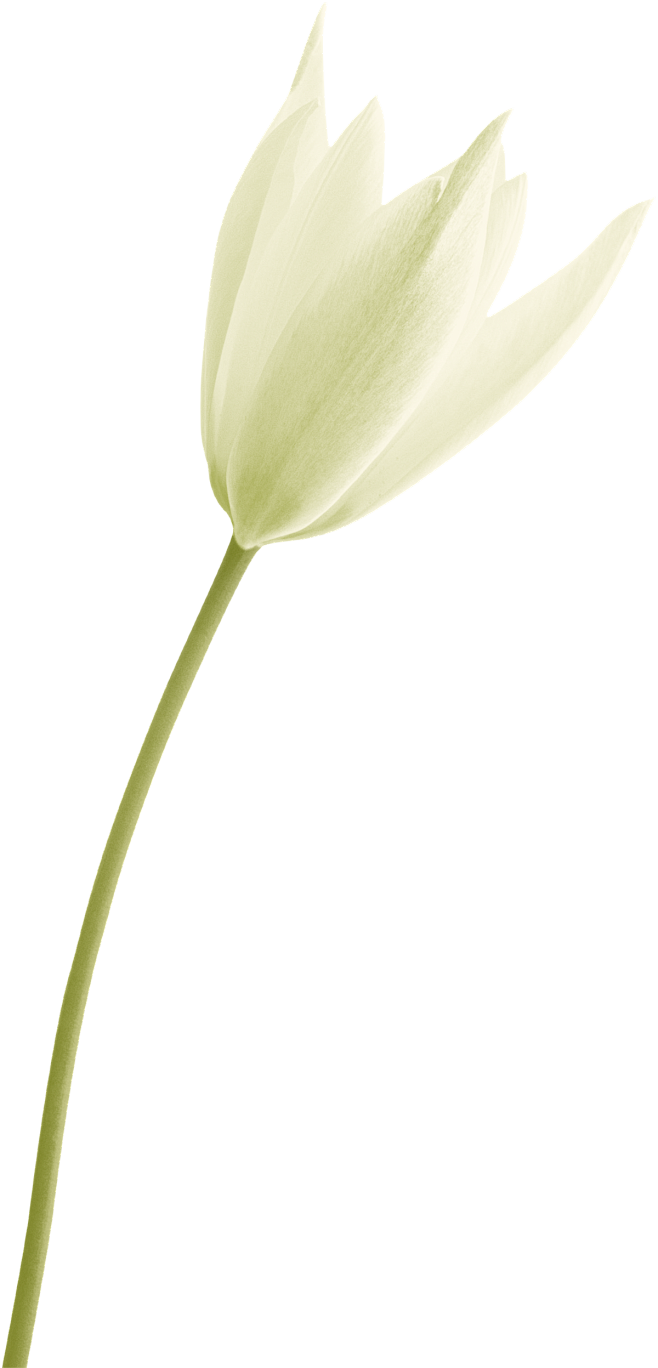 png白色百合花卉花朵鲜花手绘透明免抠素材冰清仙子