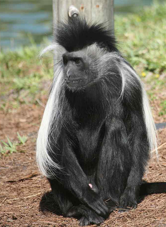 安哥拉疣猴图片
