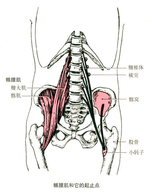 盆骨的准确位置图片图片