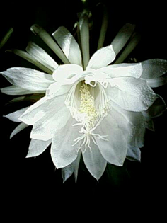 汐黛采集到花
