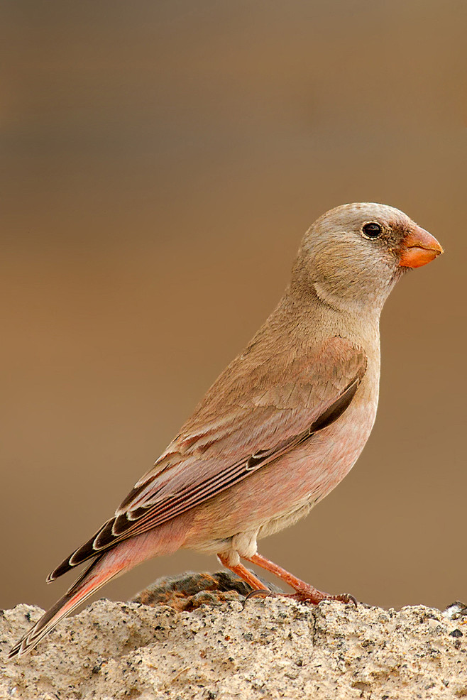 雀形目燕雀科沙雀属沙雀