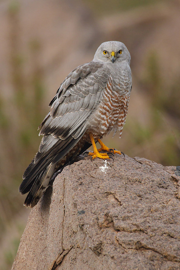 whonly采集于2018-03-11 22:37:21鹰形目·鹰科·鹞属:斑腹鹞万鸟集wh