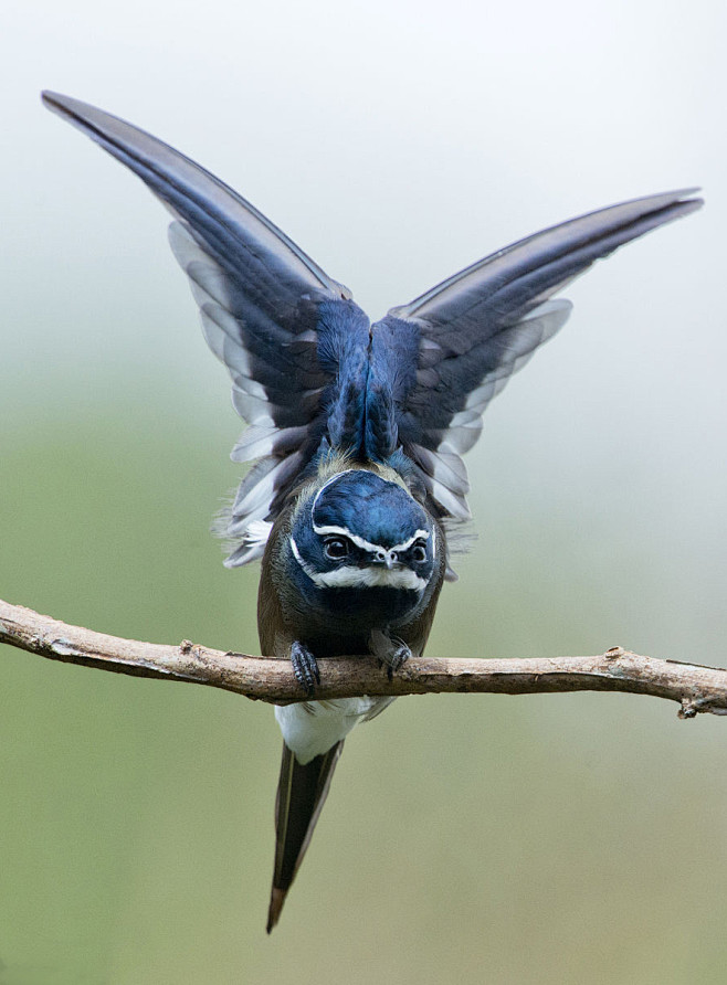 雨燕目·凤头雨燕科·凤头雨燕属:须凤头雨.