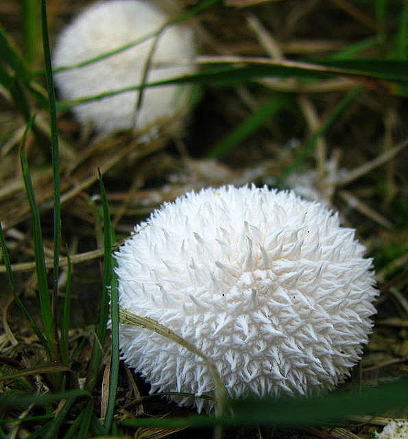 长刺马勃lycoperdonechinatum在欧美俗称刺灰包或春灰包是马勃属的一