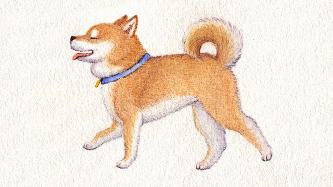 一分钟看完!如何用水彩画出毛茸茸的柴犬,过程