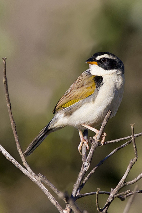 雀形目裸鼻雀科花脸雀属花脸雀