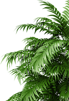 哇哈哈—AD钙奶采集到素材-植物