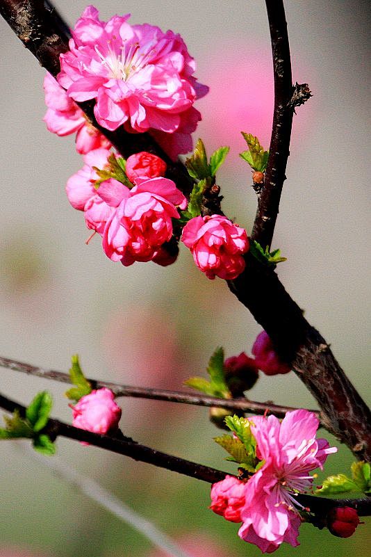 住在百花深处时光会最懂你