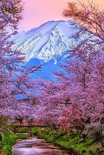 樱花和富士山日本