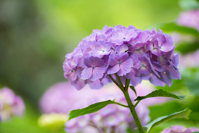 繡球花