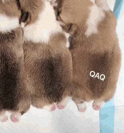小妖Sika采集到可爱GIF